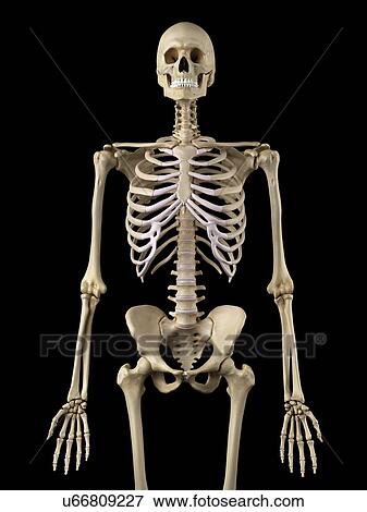Human skeleton, artwork View Large Illustration Stock Illustration - Human skeleton, artwork. Fotosearch