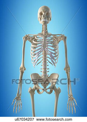 Human skeleton, artwork View Large Illustration Stock Illustration - Human skeleton, artwork. Fotosearch