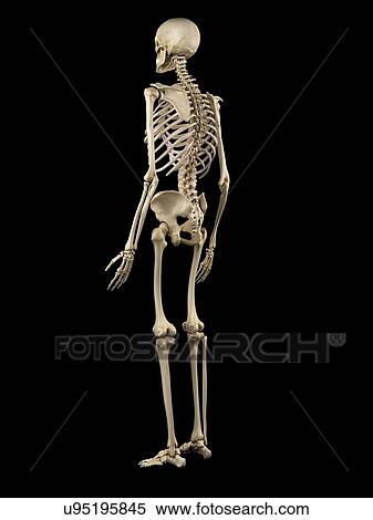 Human skeleton, artwork View Large Illustration Stock Illustration - Human skeleton, artwork. Fotosearch