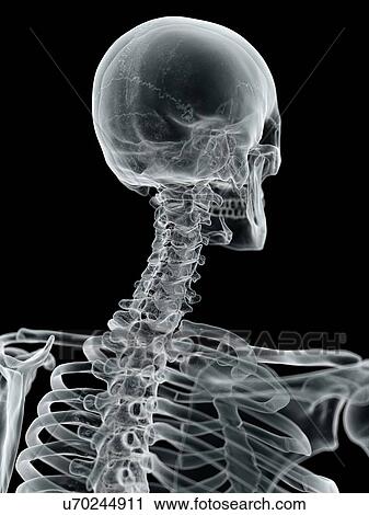 Clip Art - Human skull and neck, artwork. Fotosearch