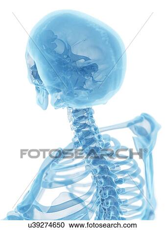 Clipart - Human skull and neck, artwork. Fotosearch