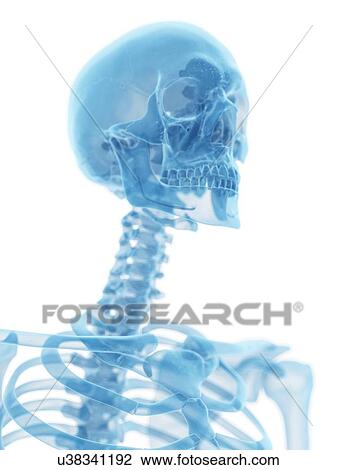 Drawing - Human skull and neck, artwork. Fotosearch