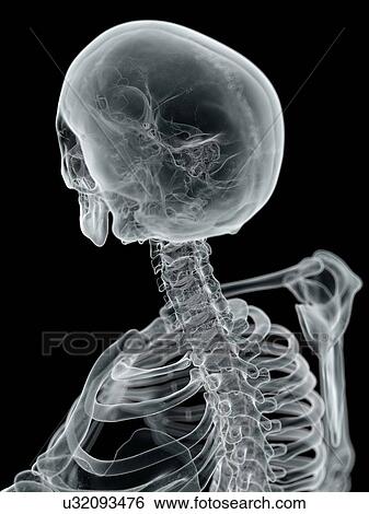 Human skull and neck, artwork View Large Illustration Stock Illustration - Human skull and neck, artwork. Fotosearch