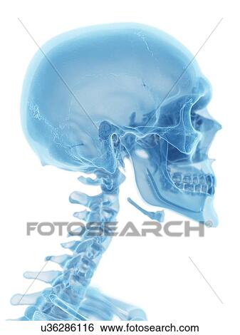 Human skull and neck, artwork View Large Illustration Stock Illustration - Human skull and neck, artwork. Fotosearch
