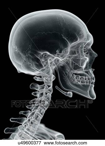 Human skull and neck, artwork View Large Illustration Stock Illustration - Human skull and neck, artwork. Fotosearch
