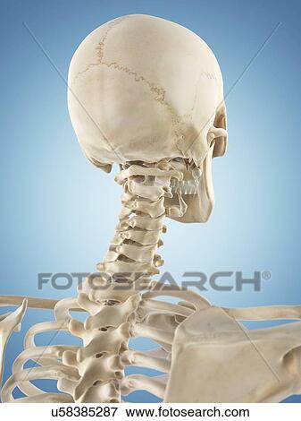 Human skull and neck, artwork View Large Illustration Stock Illustration - Human skull and neck, artwork. Fotosearch