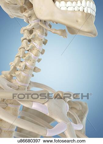 Human skull and neck, artwork View Large Illustration Stock Illustration - Human skull and neck, artwork. Fotosearch