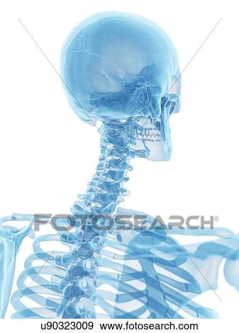 Stock Illustration - Human skull and neck, artwork. Fotosearch