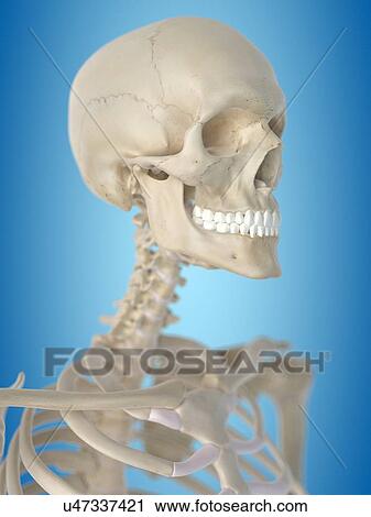 Clip Art - Human skull, artwork. Fotosearch