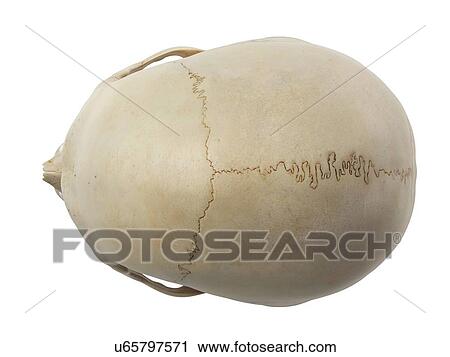 Clip Art - Human skull, artwork. Fotosearch