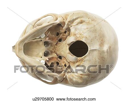 Human skull, artwork View Large Illustration Clipart - Human skull, artwork. Fotosearch