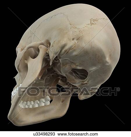 Drawing - Human skull, artwork. Fotosearch