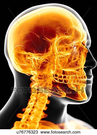 Human skull, artwork View Large Illustration Drawing - Human skull, artwork. Fotosearch