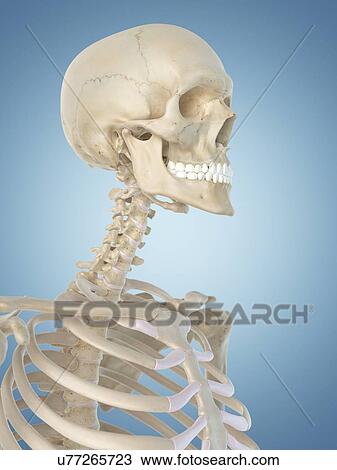Drawing - Human skull, artwork. Fotosearch