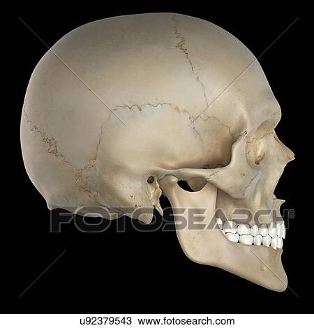 Drawing - Human skull, artwork. Fotosearch