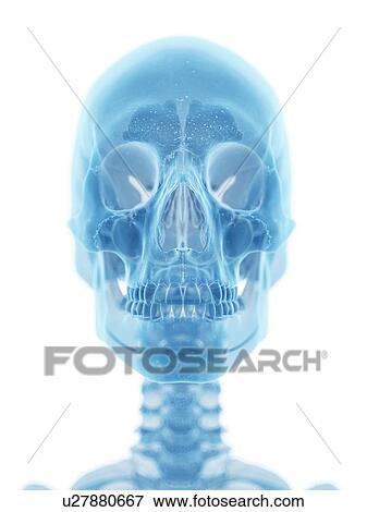 Human skull, artwork View Large Illustration Stock Illustration - Human skull, artwork. Fotosearch
