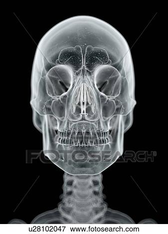 Stock Illustration - Human skull, artwork. Fotosearch