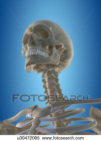 Human skull, artwork View Large Illustration Stock Illustration - Human skull, artwork. Fotosearch