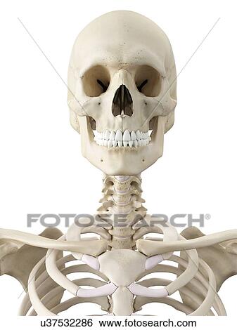 Human skull, artwork View Large Illustration Stock Illustration - Human skull, artwork. Fotosearch