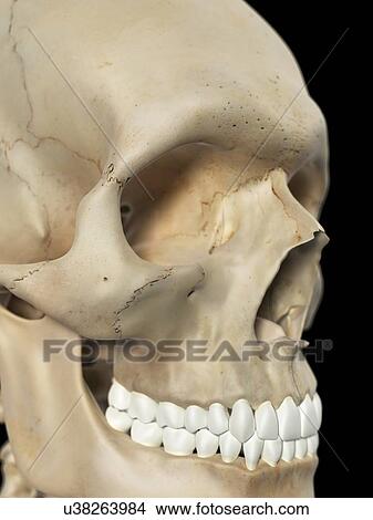 Stock Illustration - Human skull, artwork. Fotosearch