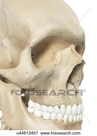 Human skull, artwork View Large Illustration Stock Illustration - Human skull, artwork. Fotosearch