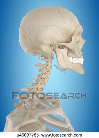 Human skull, artwork View Large Illustration Stock Illustration - Human skull, artwork. Fotosearch