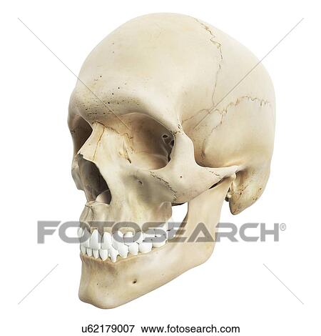 Human skull, artwork View Large Illustration Stock Illustration - Human skull, artwork. Fotosearch