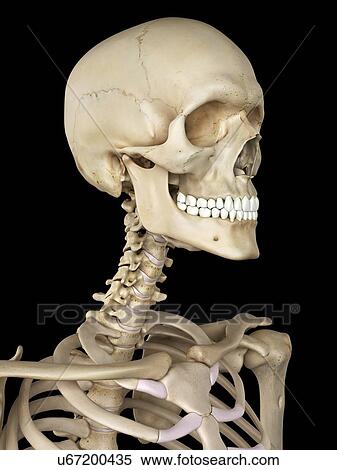 Stock Illustration - Human skull, artwork. Fotosearch