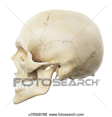 Stock Illustration - Human skull, artwork. Fotosearch
