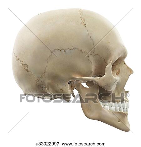Stock Illustration - Human skull, artwork. Fotosearch