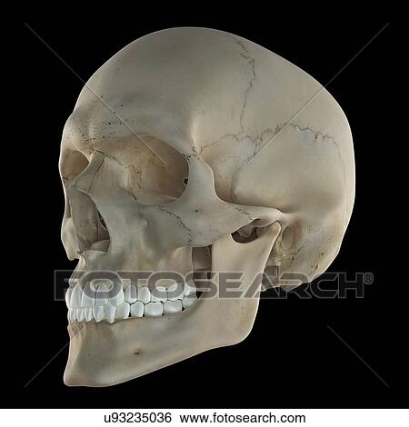 Stock Illustration - Human skull, artwork. Fotosearch