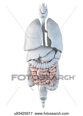 Human small intestine, artwork View Large Illustration Stock Illustration - Human small intestine, artwork. Fotosearch