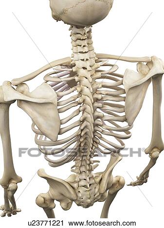 Human spine, artwork Clip Art | u23771221 | Fotosearch