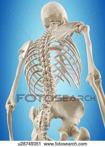 Clip Art - Human spine, artwork. Fotosearch