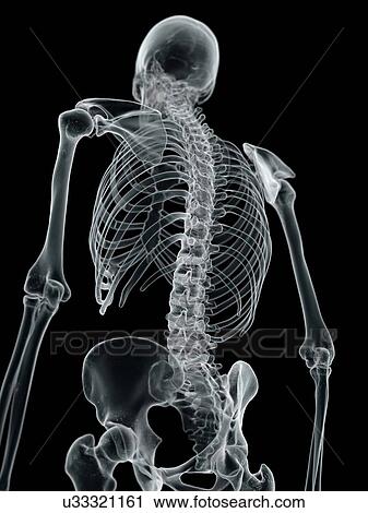 Clip Art - Human spine, artwork. Fotosearch