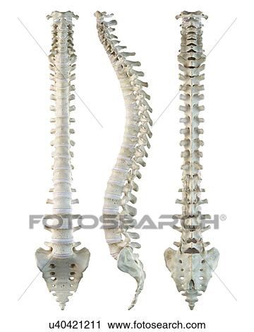 Human spine, artwork View Large Illustration Clip Art - Human spine, artwork. Fotosearch