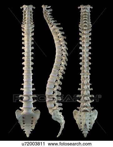 Clip Art - Human spine, artwork. Fotosearch