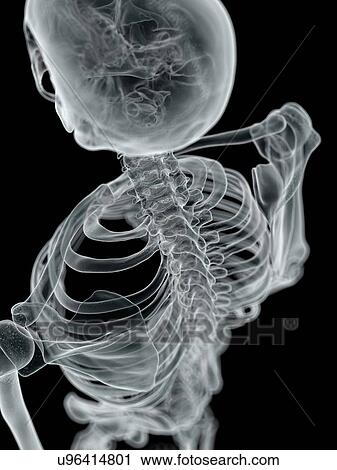 Clip Art - Human spine, artwork. Fotosearch