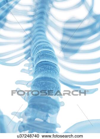 Human spine, artwork View Large Illustration Clipart - Human spine, artwork. Fotosearch