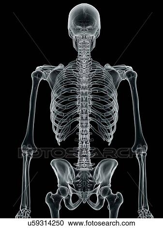 Human spine, artwork View Large Illustration Clipart - Human spine, artwork. Fotosearch
