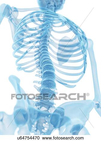 Human spine, artwork View Large Illustration Clipart - Human spine, artwork. Fotosearch