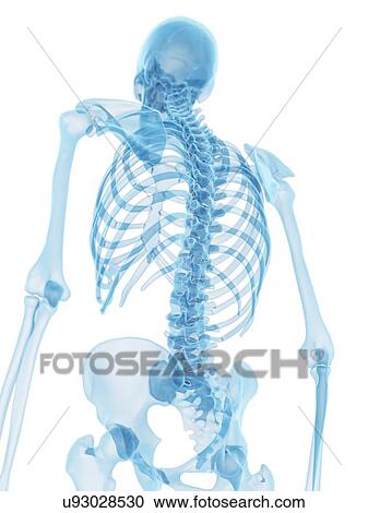 Human spine, artwork View Large Illustration Clipart - Human spine, artwork. Fotosearch