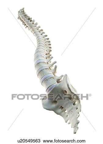 Drawing - Human spine, artwork. Fotosearch