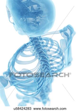 Drawing - Human spine, artwork. Fotosearch