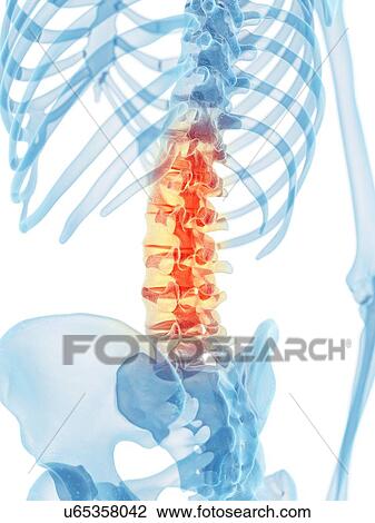 Drawing - Human spine, artwork. Fotosearch