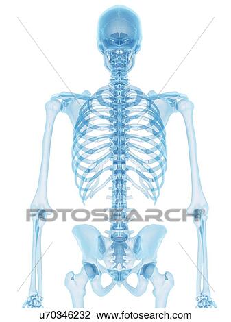 Human spine, artwork View Large Illustration Drawing - Human spine, artwork. Fotosearch