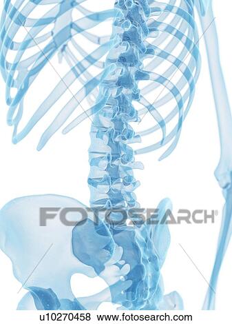 Stock Illustration - Human spine, artwork. Fotosearch