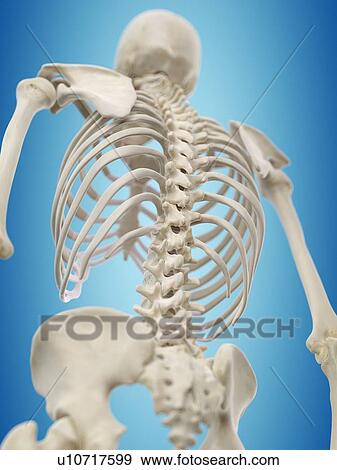 Human spine, artwork View Large Illustration Stock Illustration - Human spine, artwork. Fotosearch