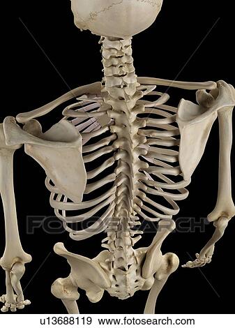 Stock Illustration - Human spine, artwork. Fotosearch