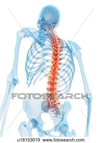 Human spine, artwork View Large Illustration Stock Illustration - Human spine, artwork. Fotosearch